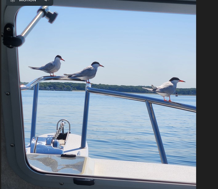 Common Tern Cropped.jpg