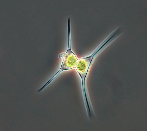 diatomic phytoplankton 1.15.20.tif