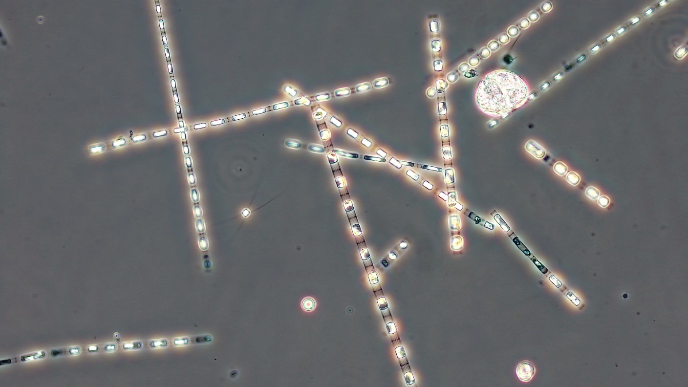 phytoplankton 3.11.2020.jpg